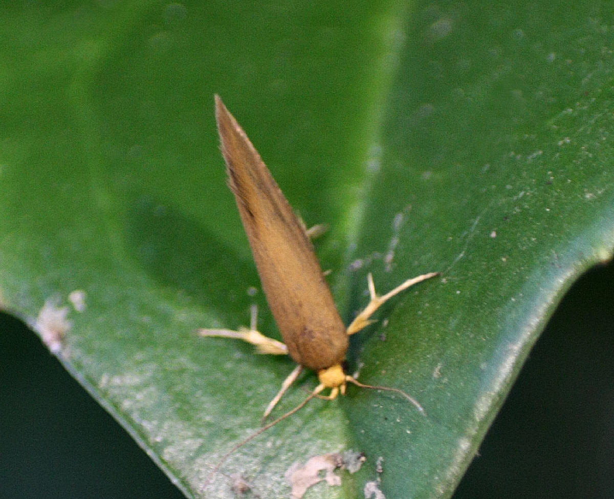 farfallina da identificare